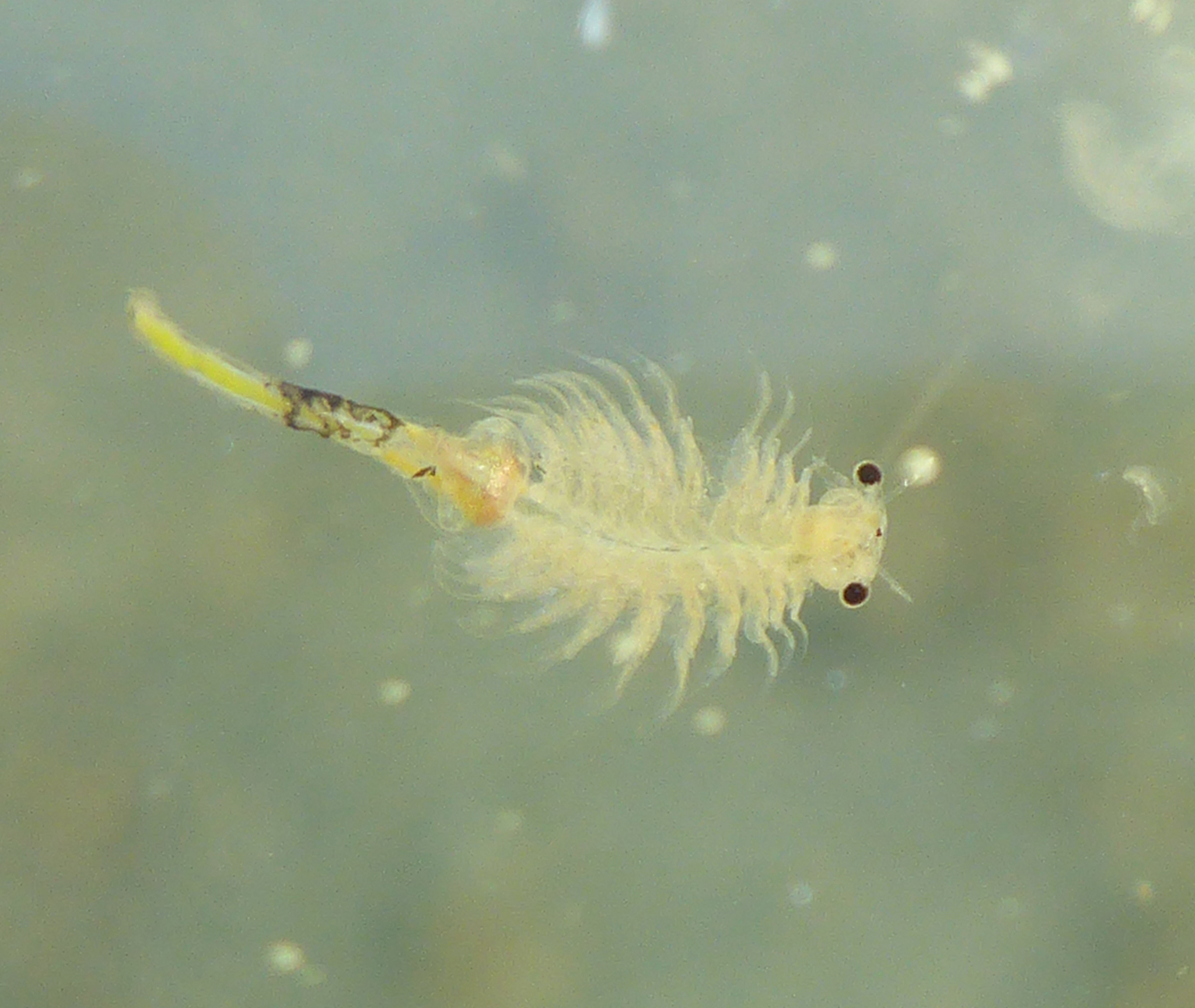 Artemia franciscana